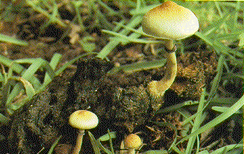 Psilocybe cubensis-1.gif